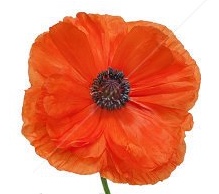 Poppy